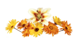 Логотип компании Thai Health & Spa